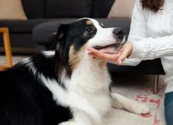 beautiful-border-collie-dog-home_23-2149304092